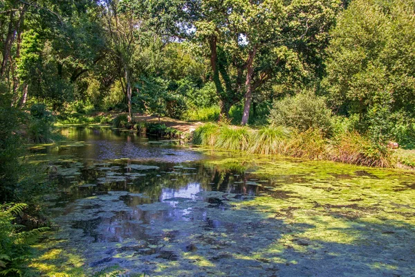 Schattiger Teich Wald — Stockfoto