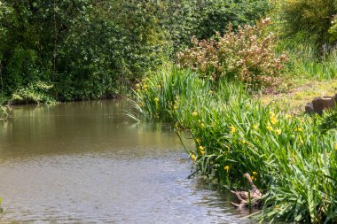 Derenin kenarında çiçek açan bir bataklık zambağı yığını.