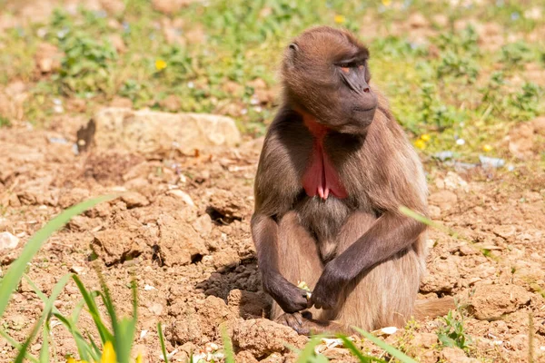 Female Gelada Monkey Seated Close Front View — Stock Photo, Image