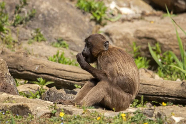 Baby Monkey Gelada Sitting Grass — Stock Photo, Image