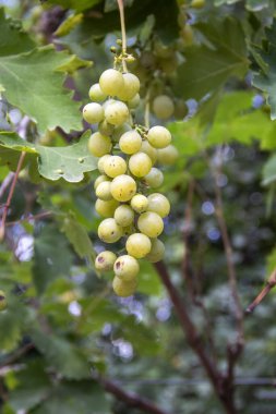 Bir demet üzümün büyümesi