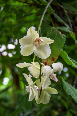 Yakın çekim beyaz orkide çiçek