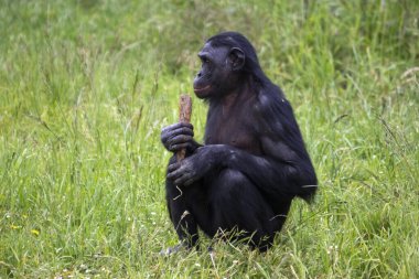 Bonobo maymunu profilde çimlerde oturuyor.