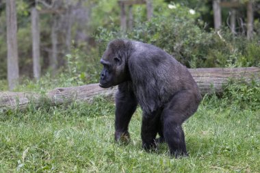 Çimenlerde yürüyen dişi goril.