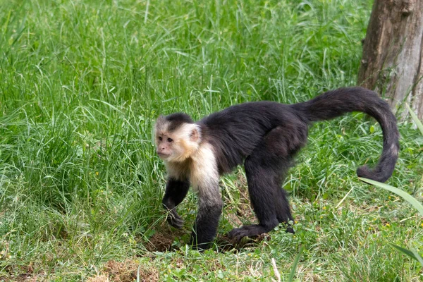 White Shouldered Capuchin Profile Grass — Stock Photo, Image
