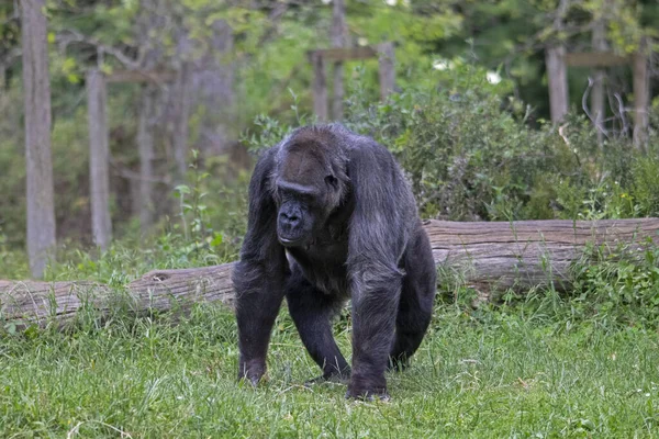 雌性大猩猩在草地上散步 — 图库照片