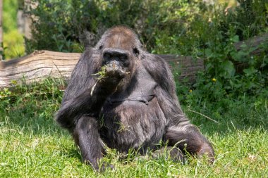 Dişi bir gorilin yere yatıp bitkilerle beslendiği yakın plan.
