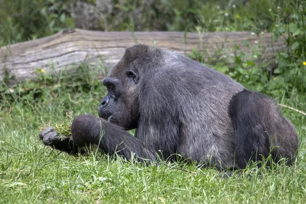 Close Female Gorilla Lying Feeding Plants — Stock Photo, Image