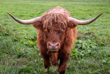 Otlaktaki bir İskoçya sığırının ön tarafında.