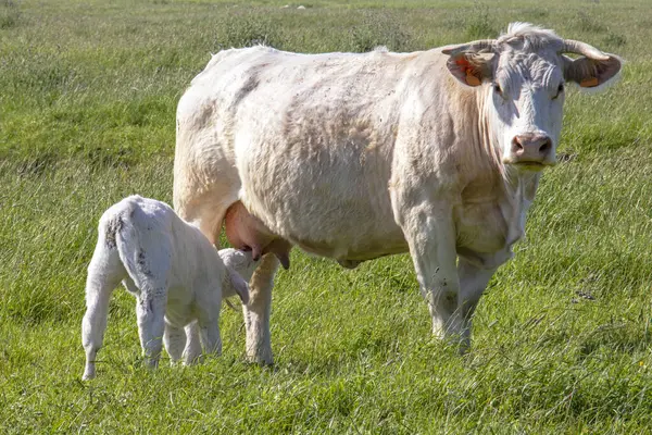 Nantaise ineği yavrusunu emziriyor. 
