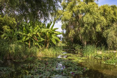 Mavi gökyüzüne karşı bitkilerin arasında bir gölet
