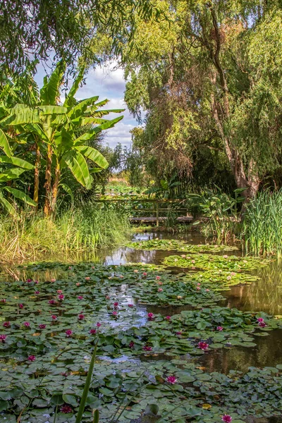 Teich Inmitten Der Vegetation Vor Blauem Himmel — Stockfoto
