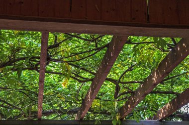 Açık teras yeşillikle kaplı, arka plan manzaralı.