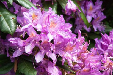 Çiçek açmış rhododendronlara yakın çekim