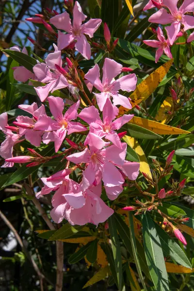 Lilium japonicum ağacı çiçekleri.