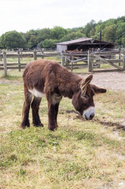 Baudet du Poitou - Equus asinus - çayırda otluyor