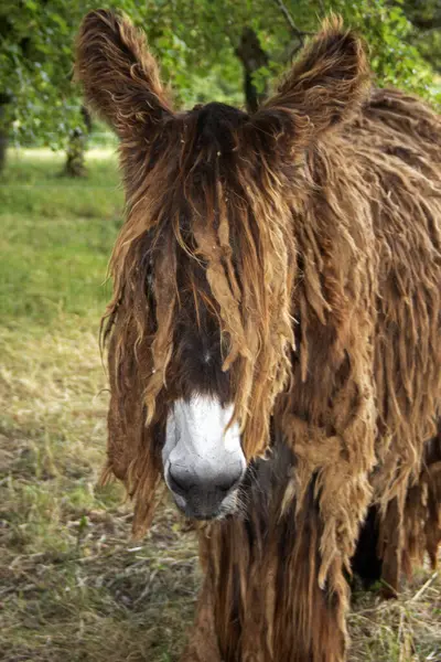 Baudet du Poitou - Equus asinus - çayırda otluyor