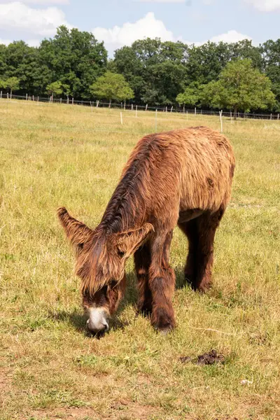 Baudet du Poitou - Equus asinus - çayırda otluyor