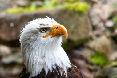 Bald eagle bird portrait, close-up in profile clipart