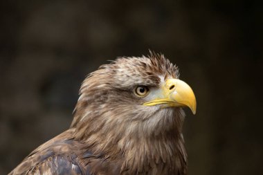 Beyaz kuyruklu kartalın yakın plan profili, aynı zamanda Büyük Kartal olarak da bilinir..