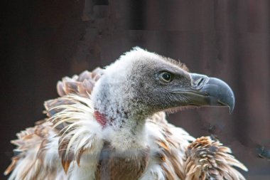 Portrait of a white-backed vulture or African vulture close-up in profile clipart