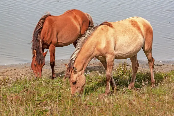 Henson atı, Baie de Somme 'daki tarlada, sıcak kanlı Fransız Saddlebred ve Anglo-Arap atları arasında bir geçiş..