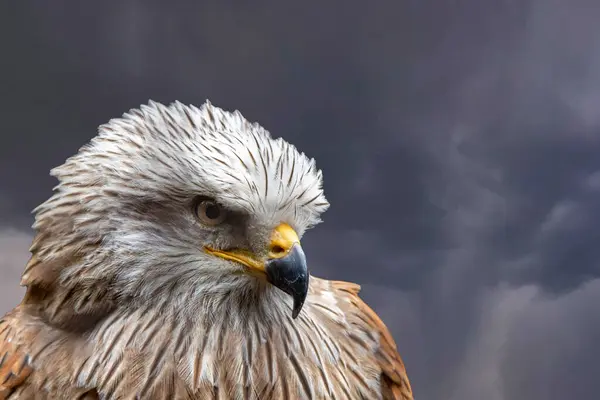 Kintzheim ve çevresindeki kırsal bölgelerin havadan görüntüsü