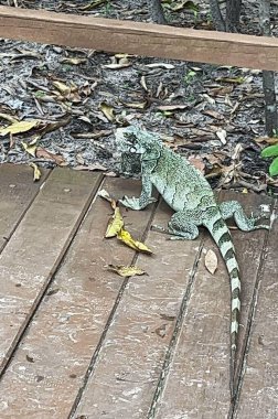 Surprises happen in the forest, we found this beautiful lizard walking in the middle of the walkways clipart