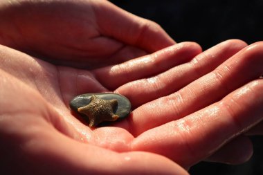 Hand holding small starfish close-up from a sea rock pool, with wet fingers and brown starfish from the beach resting on a pebble in a cupped hand, by the coast