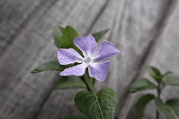 Periwinkle flower purple against wooden fence outdoors with leaves on the stem of the flower and grey wood fence, a closeup of a pretty purple spring periwinkle flower