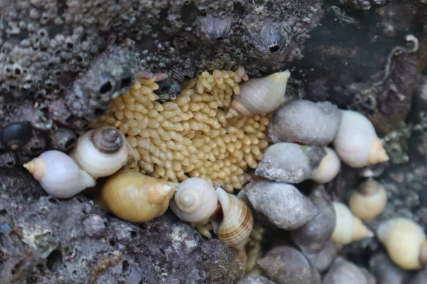 Schneckeneier Kleben Einem Felsen Mit Muscheln Sie Herum Hunderte Von — Stockfoto