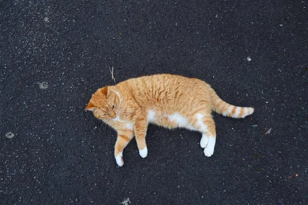 Gato Jengibre Acostado Suelo Calle Con Piel Rayas Rojas Amarillas —  Fotos de Stock