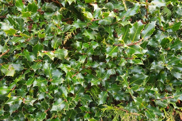 Stechpalmenhecke Nahaufnahme Eine Hintergrundstruktur Aus Grün Und Blättern Als Künstlerisches — Stockfoto