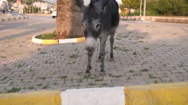 Siyah arkaplanı olan bir eşeğin yakın plan fotoğrafı.