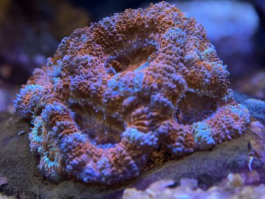 Micromussa Lordhowensis in An Aquarium 