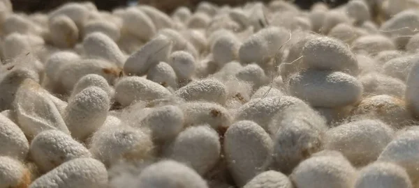 İpek böcekleri kakunları, Fergana ipek fabrikası, Uzbkeistan ipek solucanları, beyaz şeyler. Yüksek kalite fotoğraf