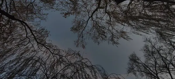Sudaki ağaçların kökleri. Ağacın yansıması, stok fotoğrafı. Yüksek kalite fotoğraf