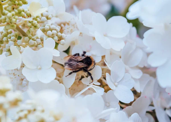 Uçan arı, ortanca çiçeğinden arı poleni topluyor. Arı bal topluyor. Yüksek kalite fotoğraf