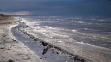 Karga kıyıda yürüyor, Jurmala Baltık Denizi. Yüksek kalite 4k görüntü