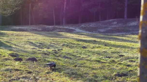 卡里翁乌鸦在森林的草地上觅食 高质量的4K镜头 — 图库视频影像