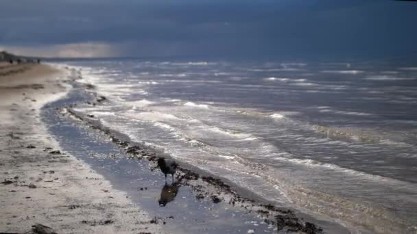 Corvo Está Caminhando Costa Jurmala Mar Baltico Imagens Alta Qualidade — Vídeo de Stock