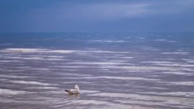 Martı uçar ve deniz suyunun yüzeyine oturur. Bir martı denizde dinleniyor. Yüksek kalite 4k görüntü