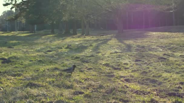 カリオンカラスの森の牧草地で食べ物を探して歩く 高品質4K映像 — ストック動画