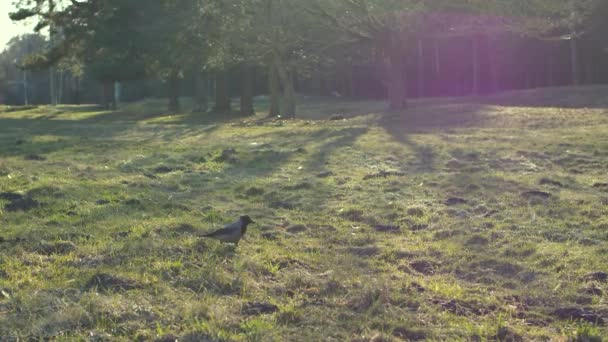 Leş Kargası Orman Çayırlarında Yiyecek Arıyor Yürüyor Yüksek Kalite Görüntü — Stok video