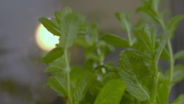 Mint Fresh Mint Leaf Background Closeup Growing Organic Mint Close — Stock Video