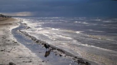 Karga kıyıda yürüyor, Jurmala Baltık Denizi. Yüksek kalite 4k görüntü