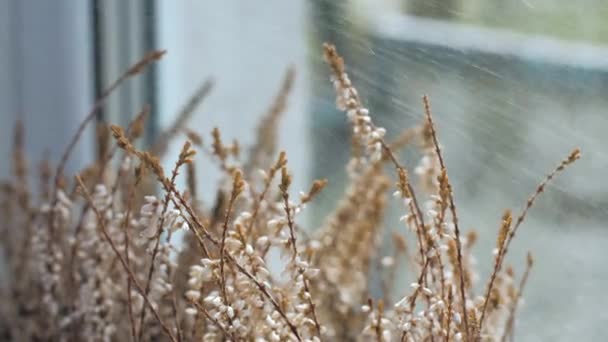 Крупный План Заботится Комнатных Растениях Брызгает Водой Домашние Цветы Высококачественные — стоковое видео