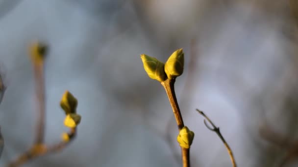 Close Bare Tree Branch Buds Close Stock Video High Quality — Stock Video