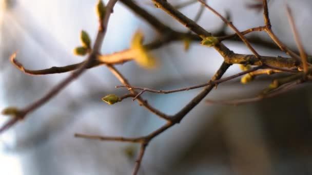 Close Bare Tree Branch Buds Close Stock Footage High Quality — Stock Video