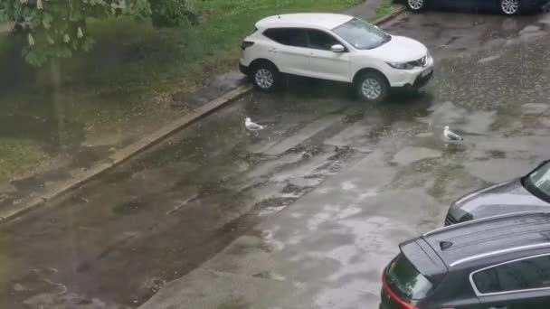 Video Von Möwen Die Während Der Regenzeit Auf Dem Parkplatz — Stockvideo